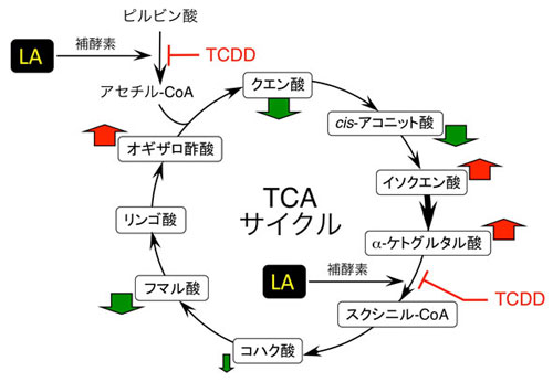 図３．TCDDの胎児・視床下部トリカルボン酸（TCA）サイクル抑制とα-リポ酸による回復