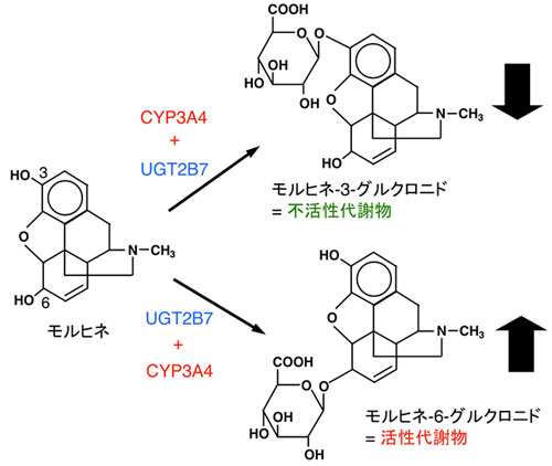 図４．UGT2B7によるモルヒネ代謝とCYP3A4による変動